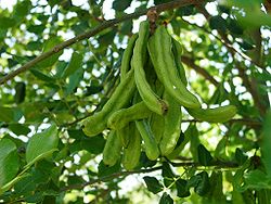 Ceratonia siliqua green pods