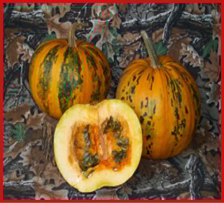 Pumpkins whole