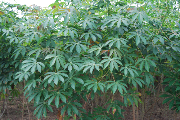 cassava plant