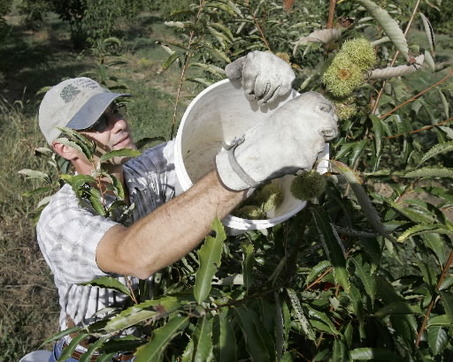 large_chestnut-harvest-perdue-07