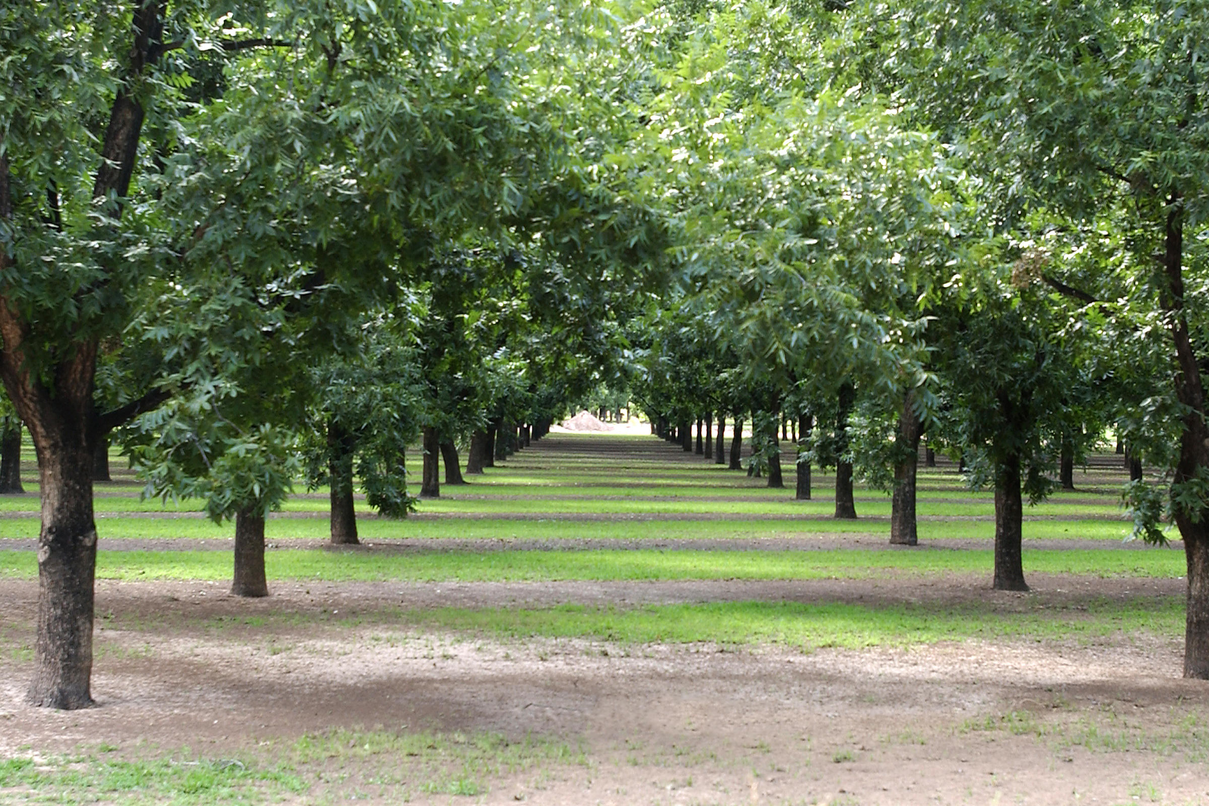 Pecan_orchard