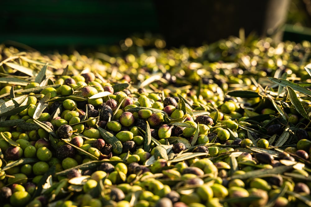harvested-olives